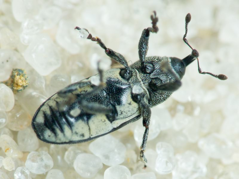 Limnobaris dolorosa (Goeze, 1777)